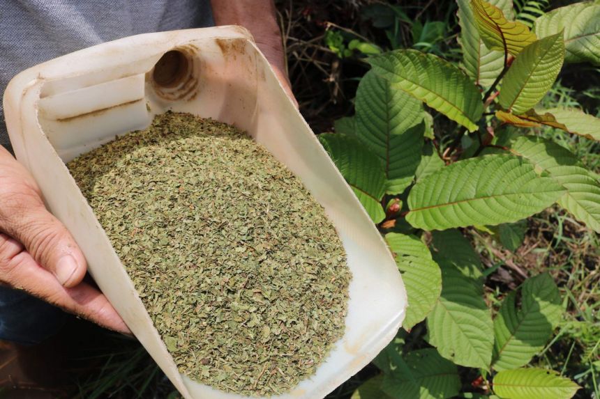 Best Kratom